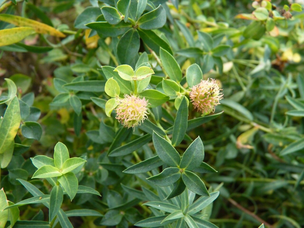 Euphorbia fragifera other