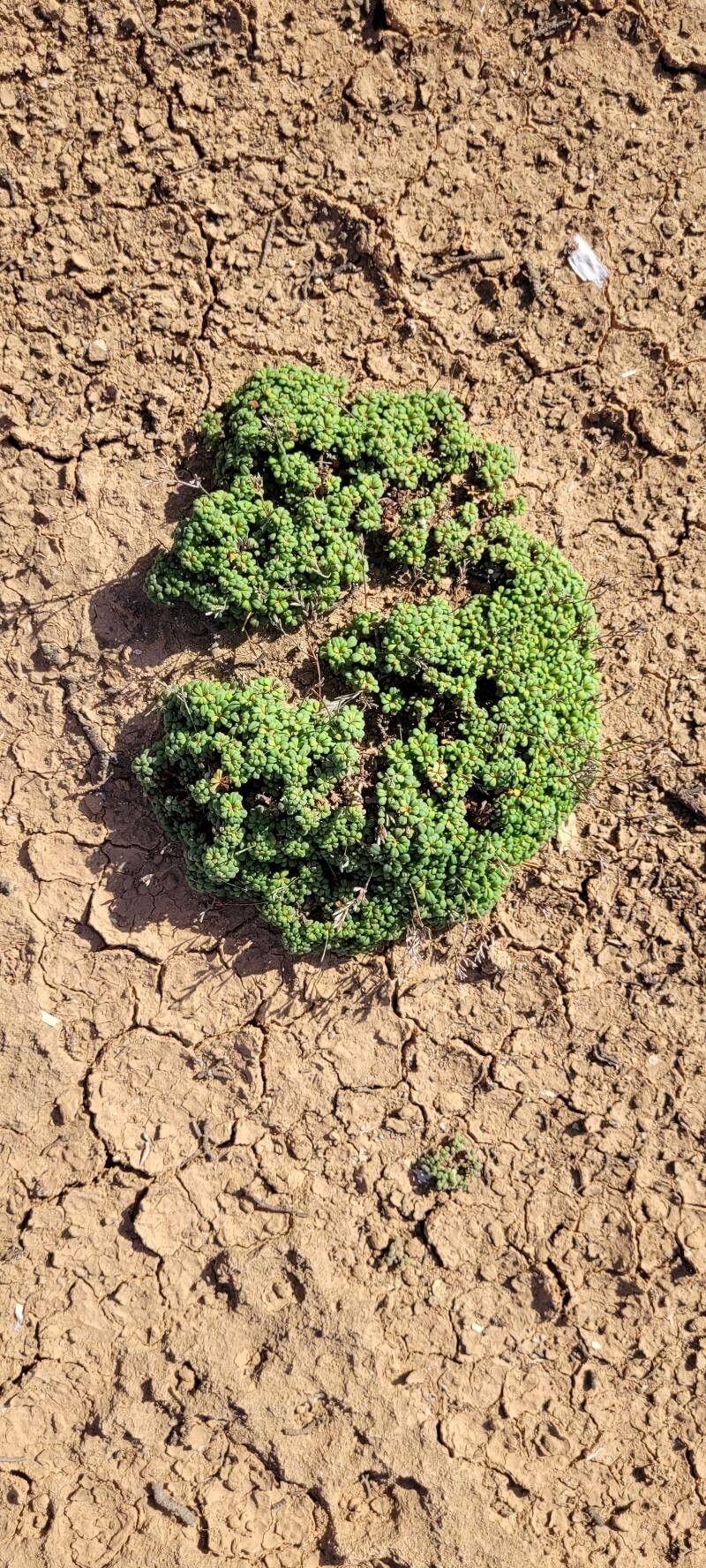 Limonium minutum leaf
