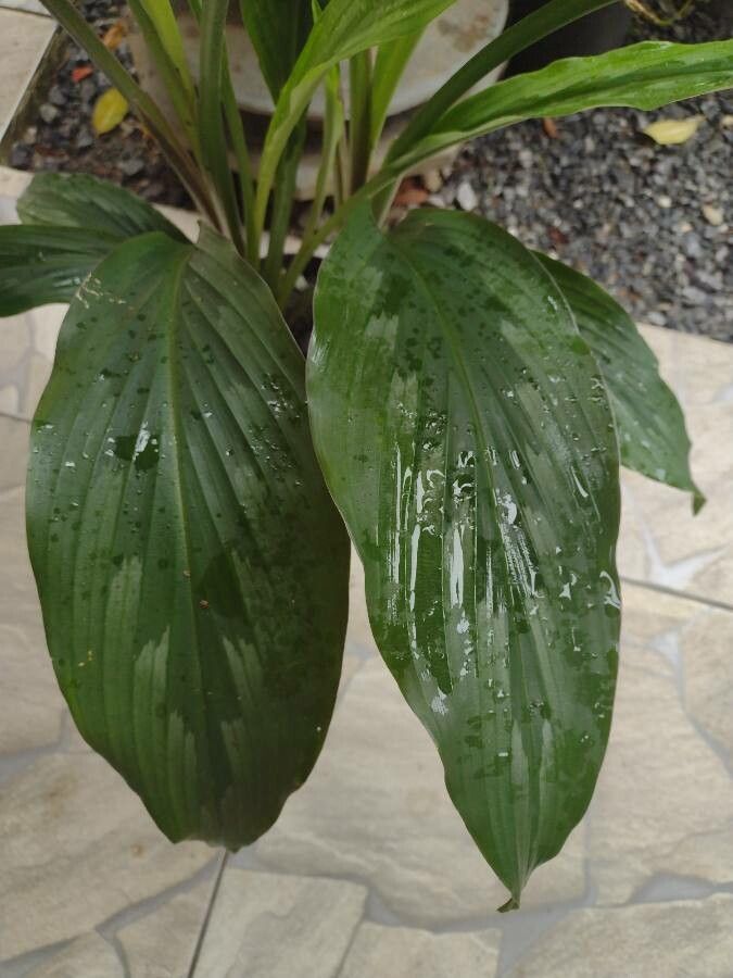 Kaempferia rotunda — search result for 'Bangladesh'