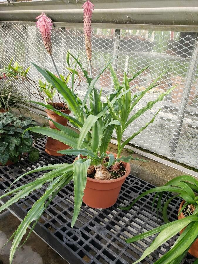 Veltheimia capensis habit