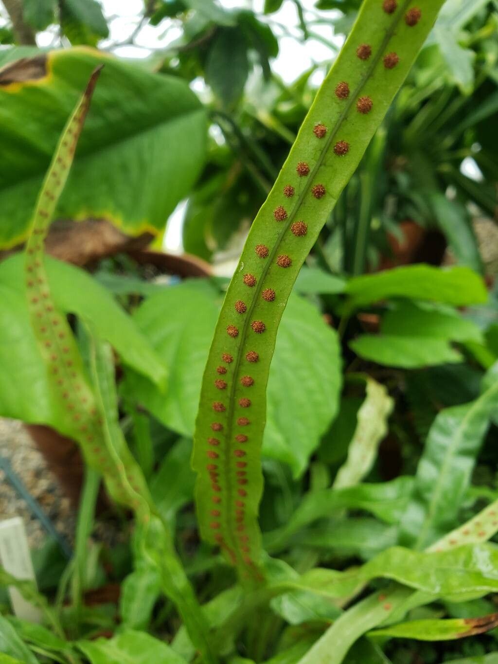 Lepisorus fortuni fruit