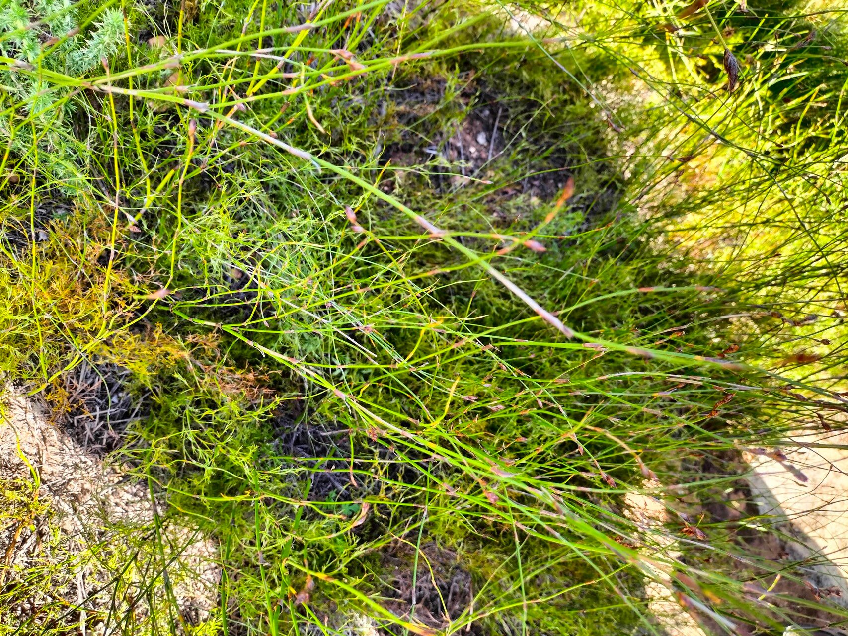 Restio capensis habit