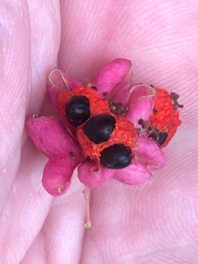 Euonymus verrucosus fruit