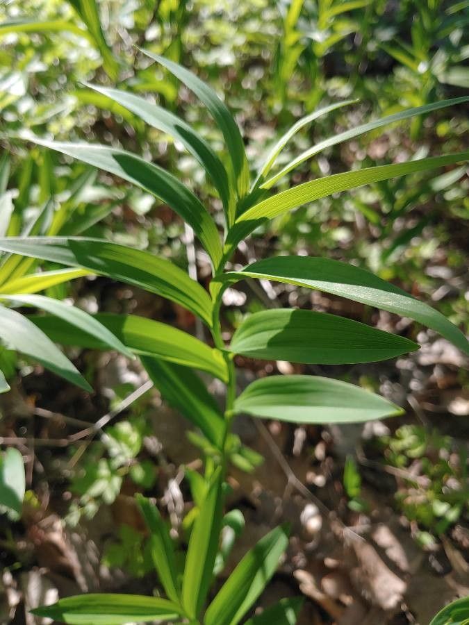 Maianthemum stellatum — search result for 'Asparagaceae'