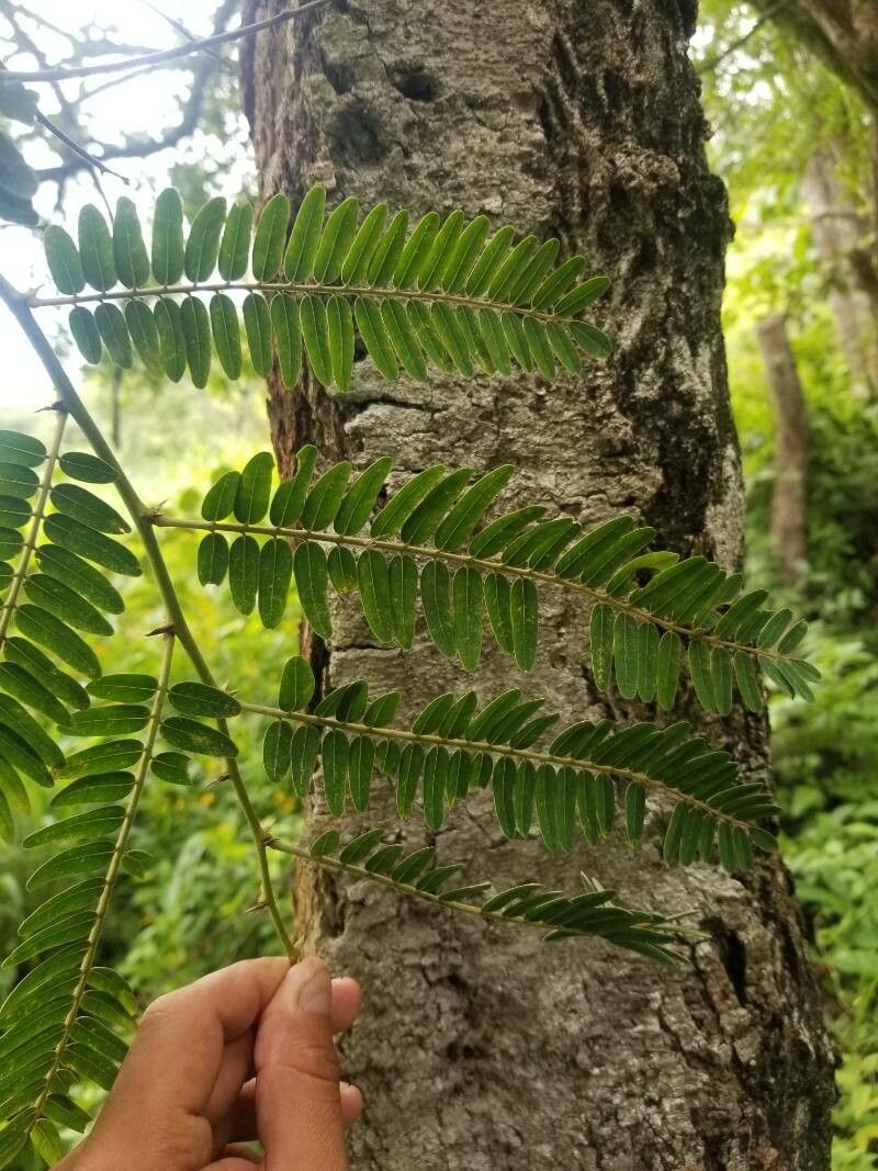 Machaerium isadelphum — houseplant care guide