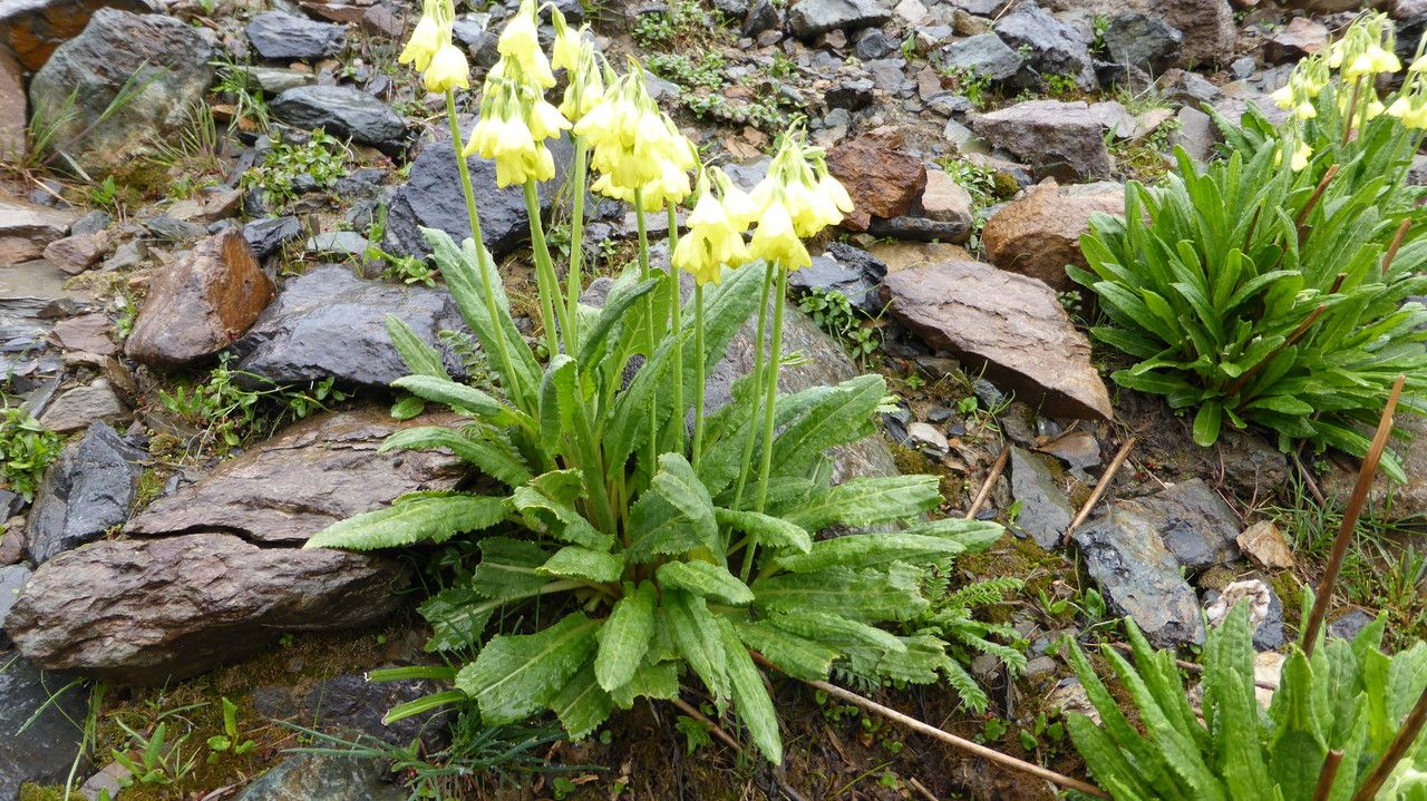Primula sikkimensis leaf