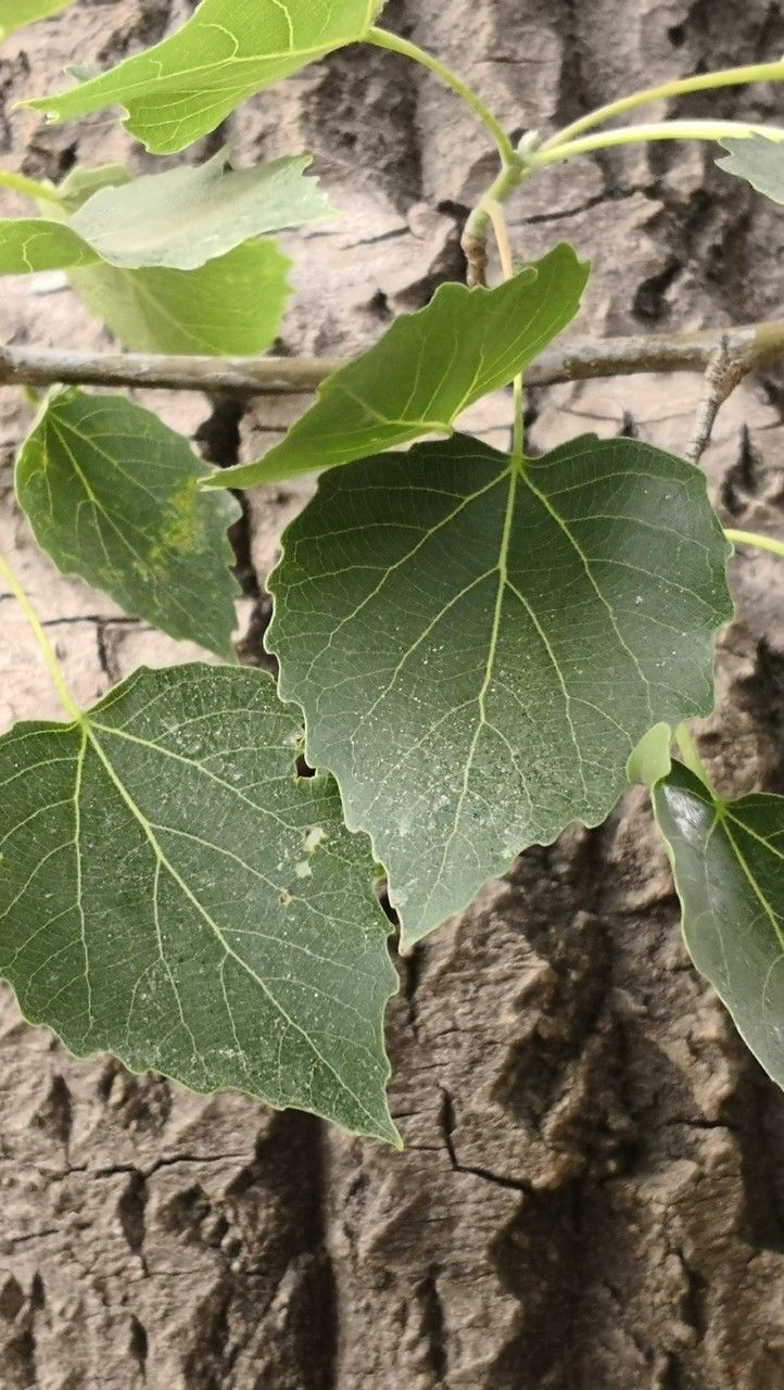 Populus × tomentosa leaf