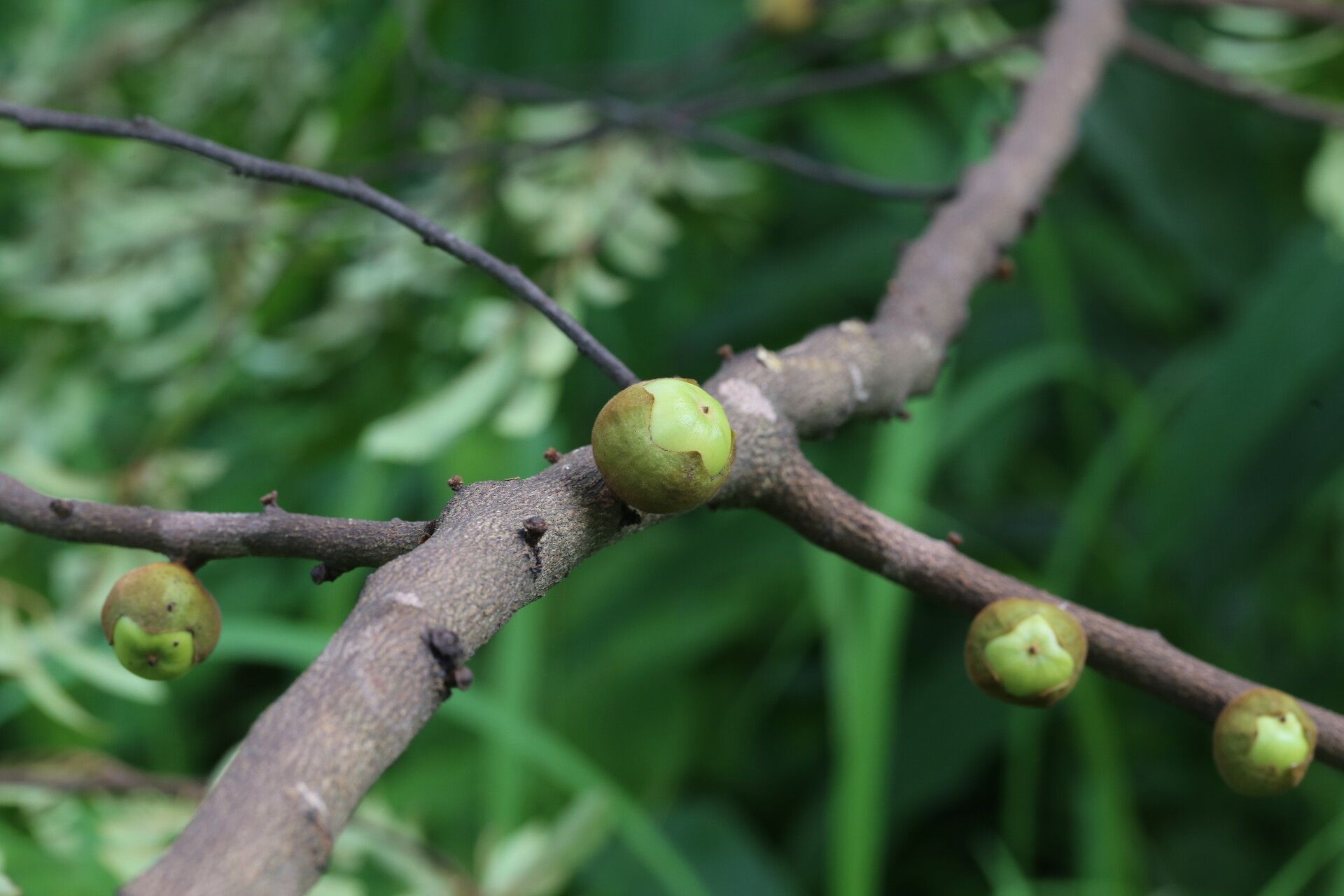 Diospyros mweroensis fruit