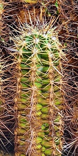 Echinocereus arizonicus — related species from the same genus