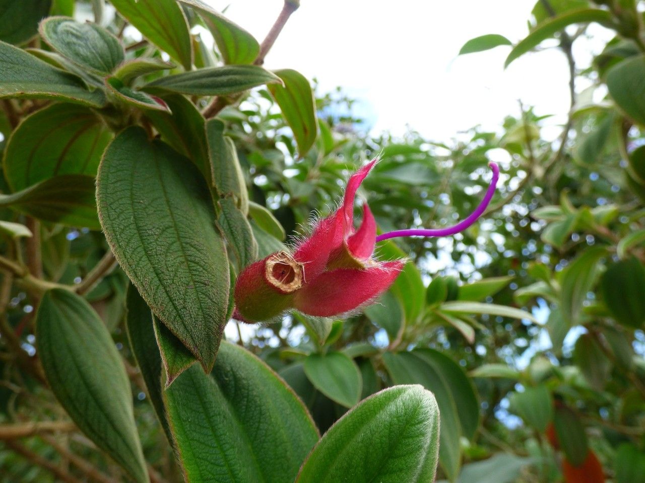 Tibouchina urvilleana fruit
