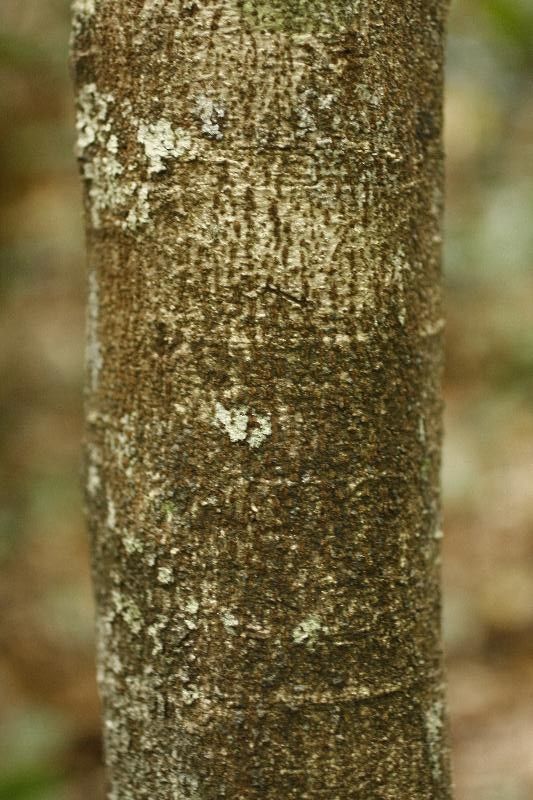 Cupania hirsuta — houseplant care guide