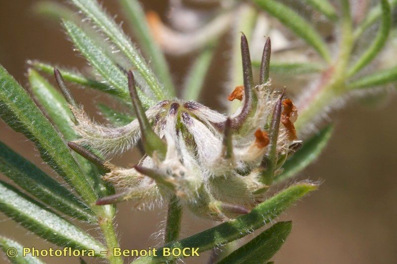 Anthyllis hamosa fruit