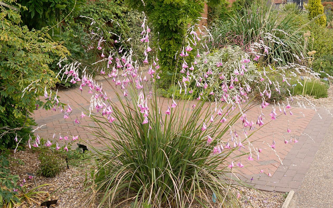 Dierama pulcherrimum habit
