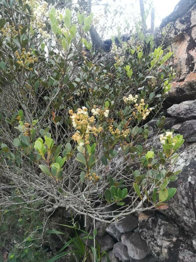 Cupaniopsis squamosa — search result for 'Cupaniopsis'