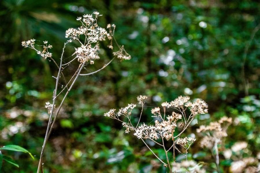 Arnoglossum ovatum — houseplant care guide