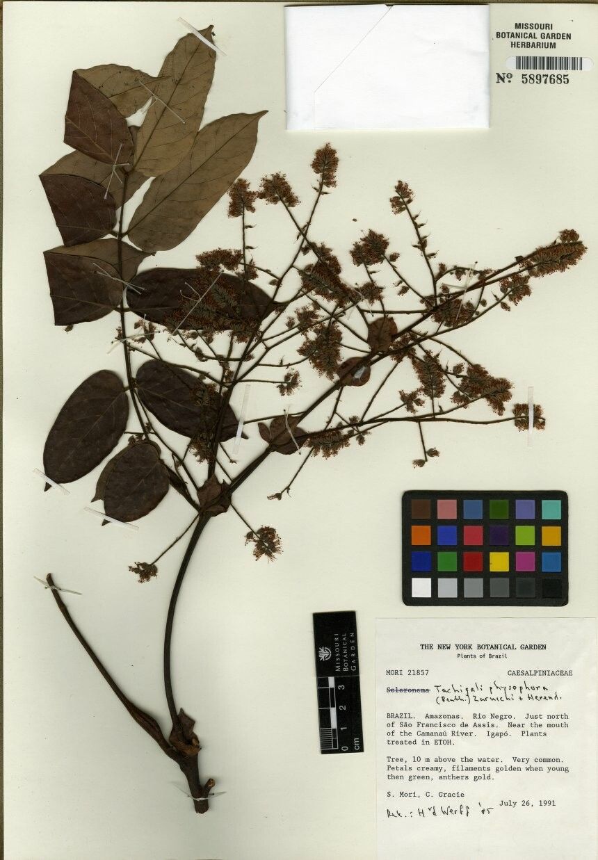 Tachigali physophora — houseplant care guide