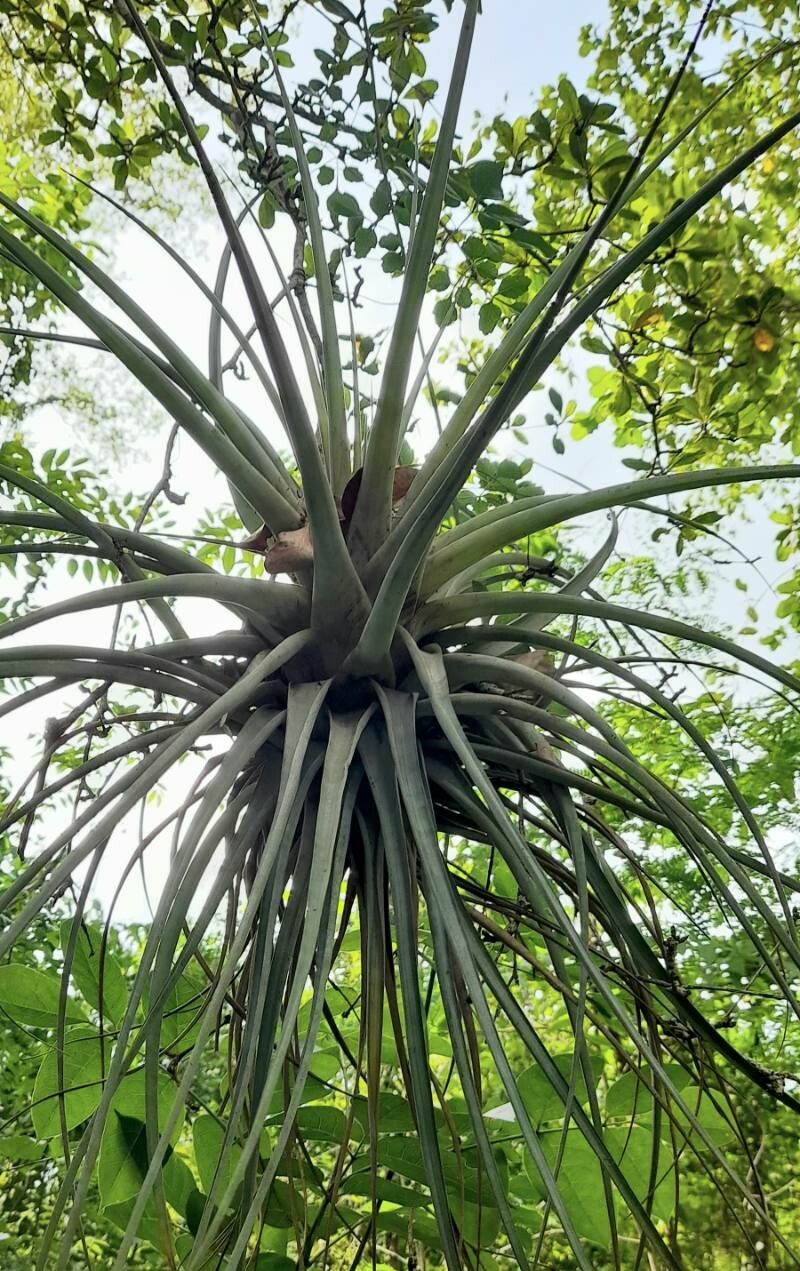 Tillandsia utriculata leaf