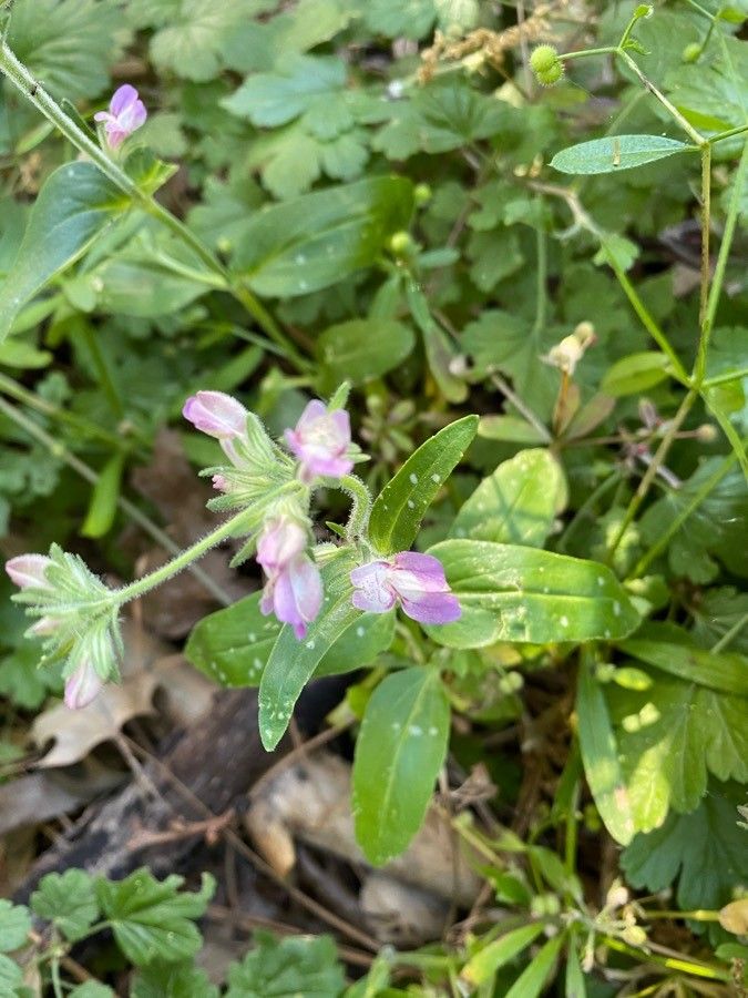Collinsia tinctoria — houseplant care guide