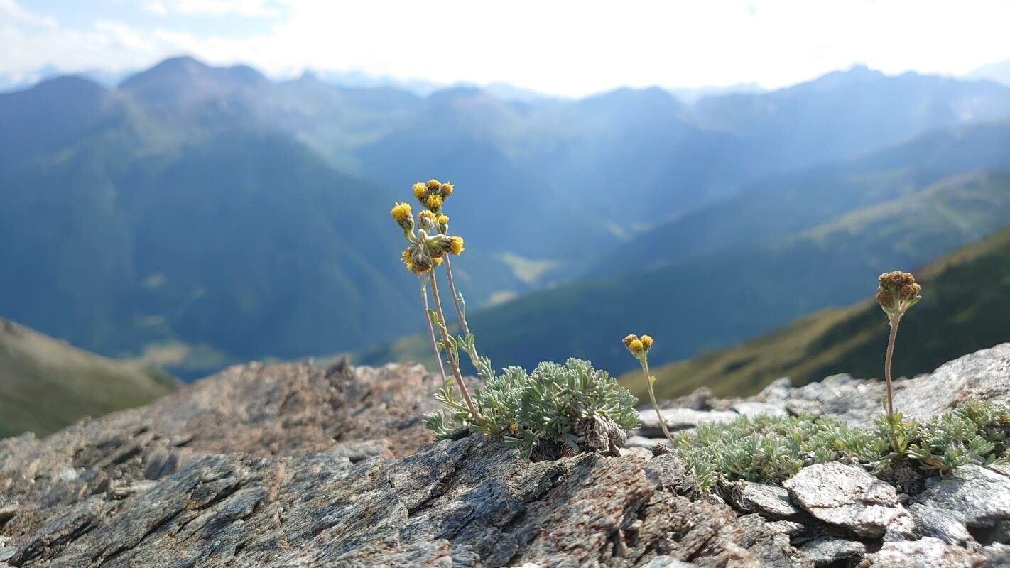 Artemisia glacialis habit