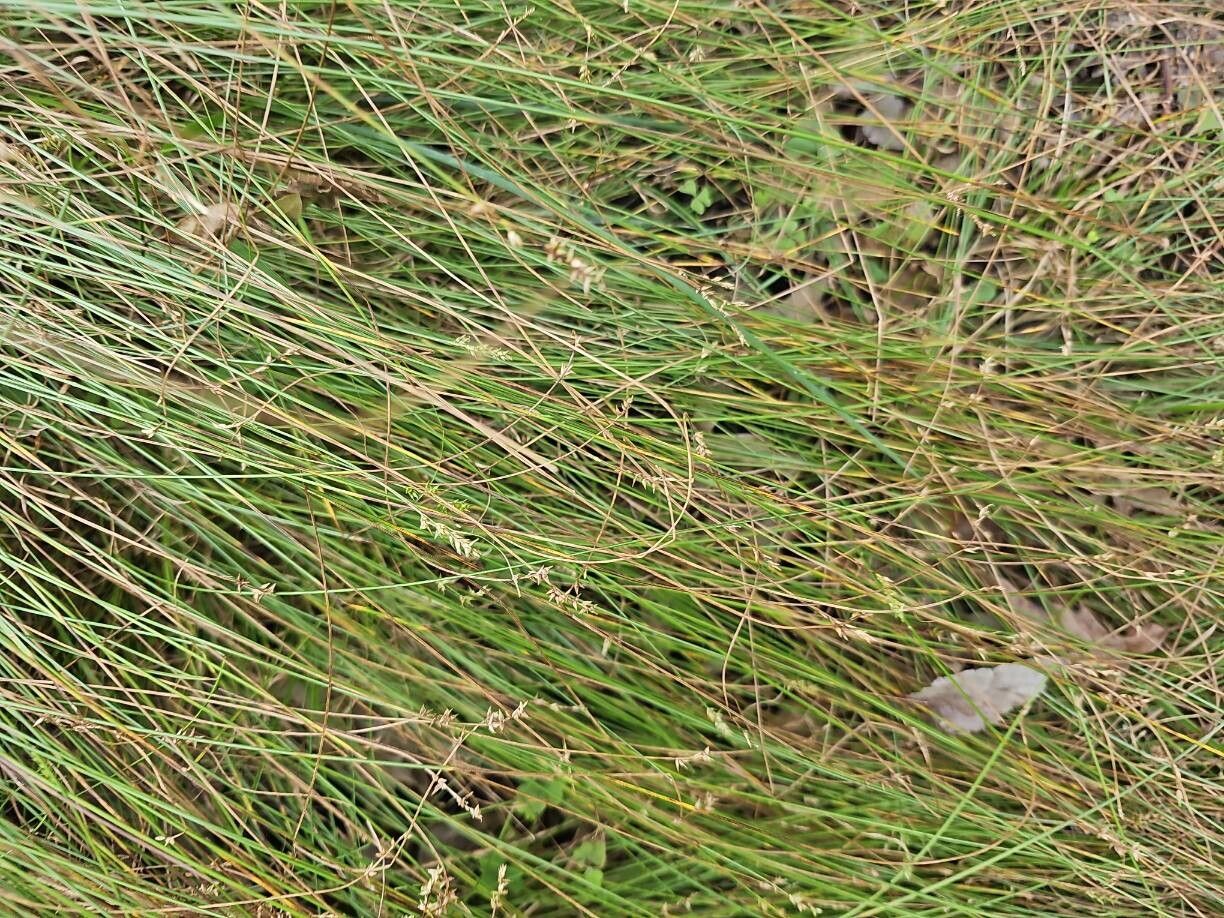 Carex texensis — houseplant care guide