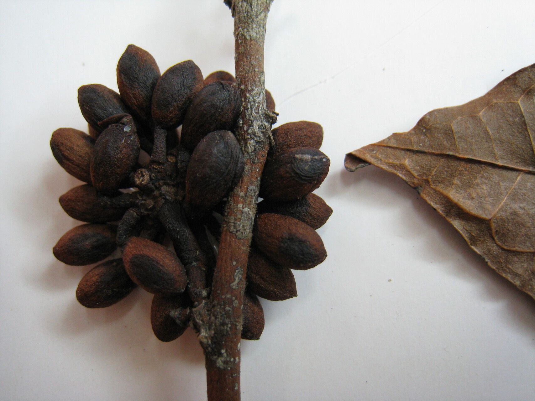 Guatteria wachenheimii other