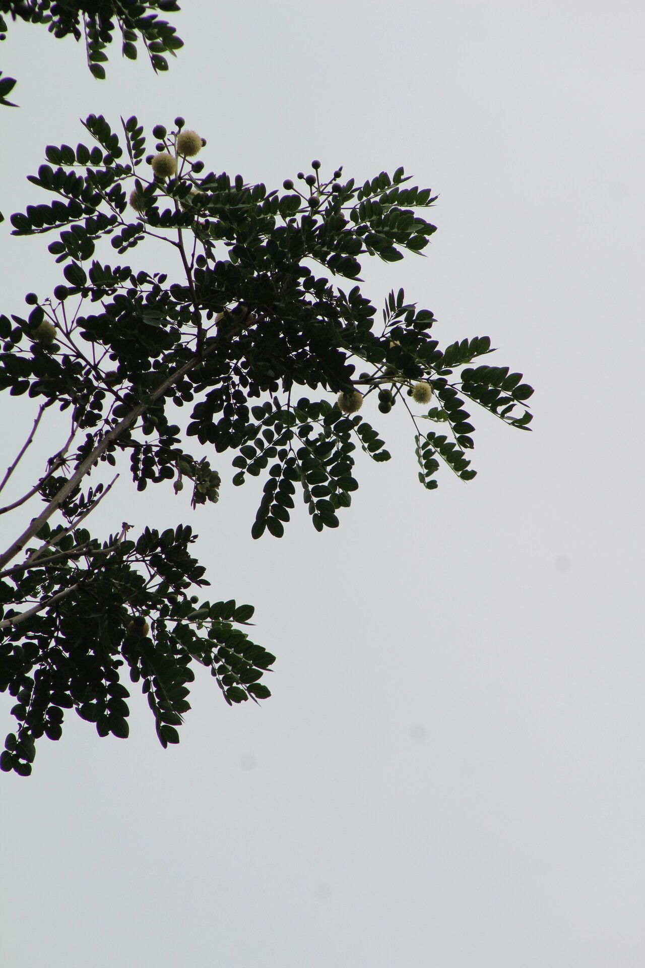 Leucaena lanceolata leaf