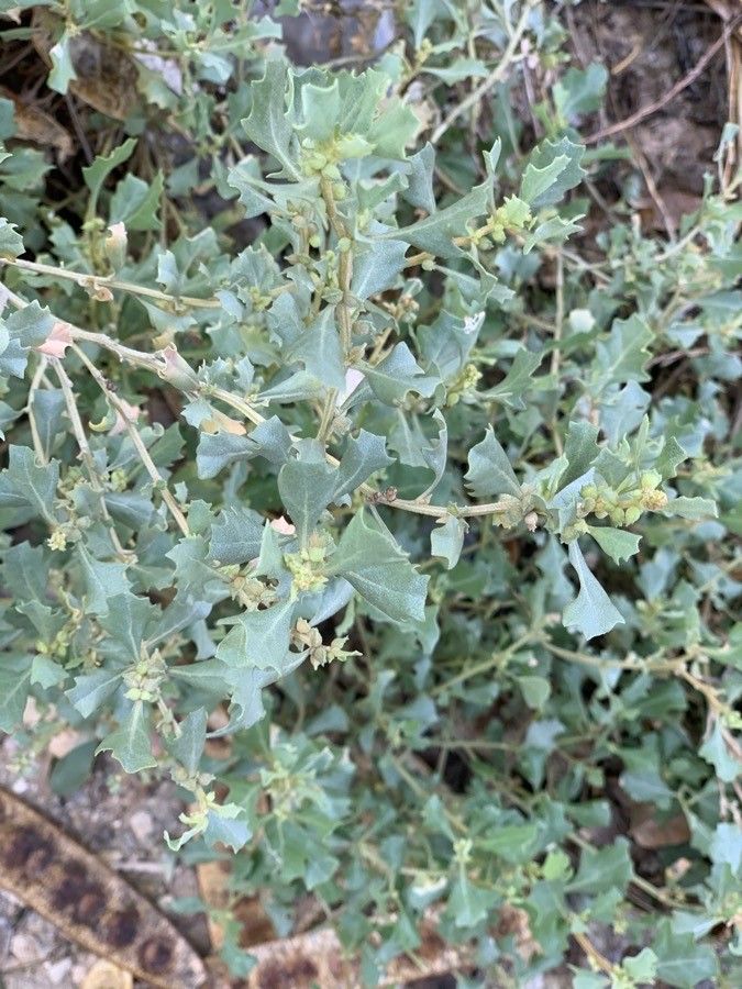 Atriplex muelleri habit