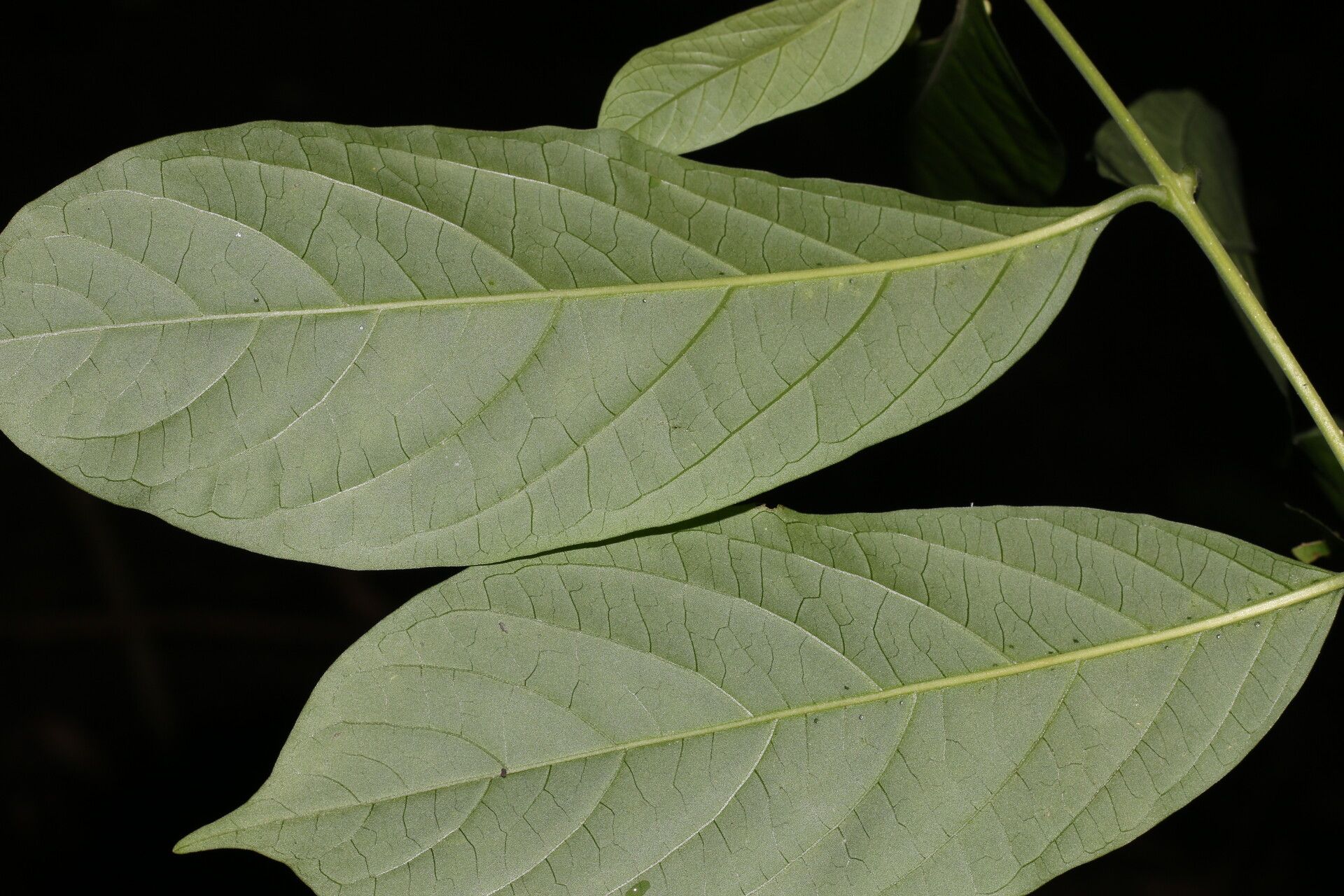 Aegiphila panamensis — houseplant care guide