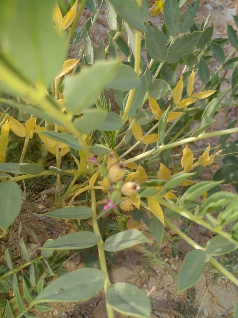 Astragalus macrocarpus fruit