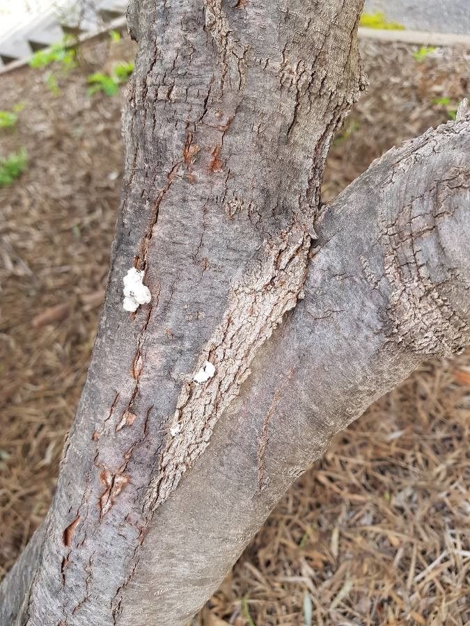 Hakea multilineata bark
