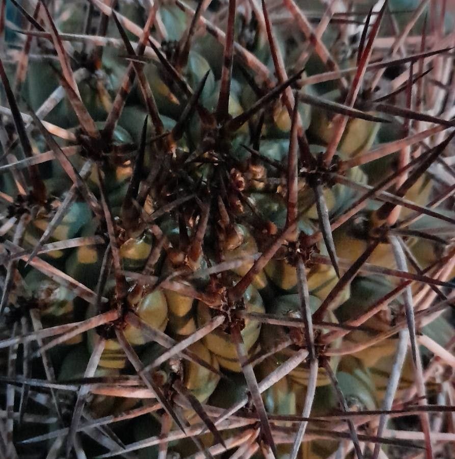 Thelocactus conothelos leaf