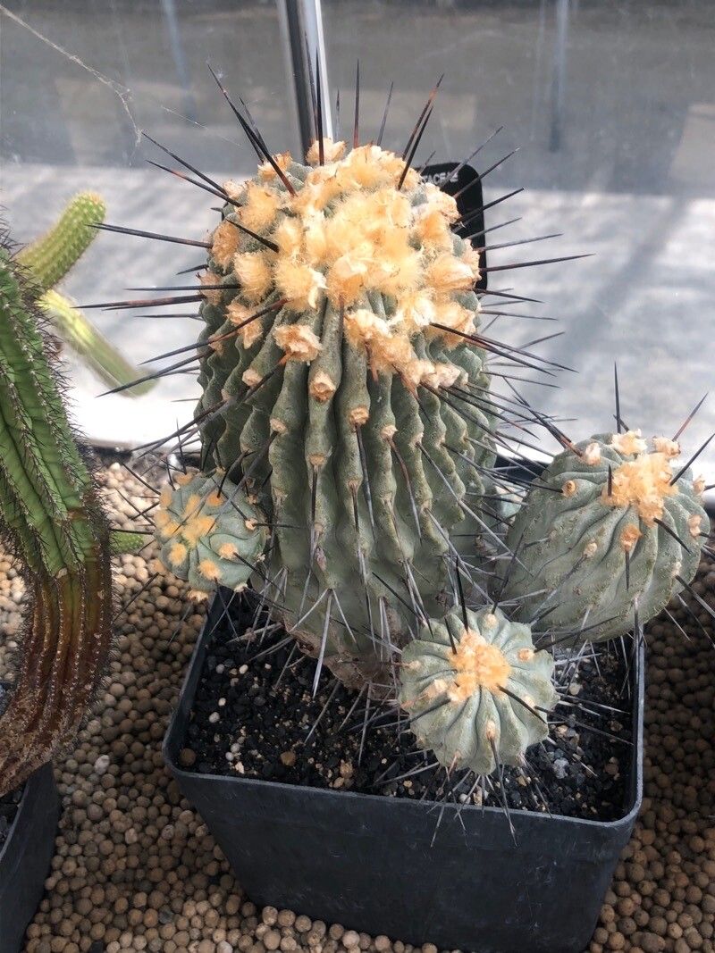 Copiapoa cinerea leaf