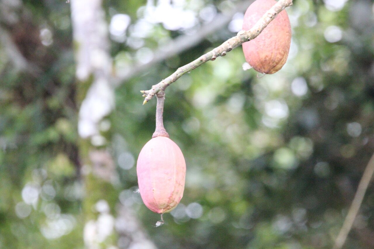 Diospyros macrocarpa — houseplant care guide