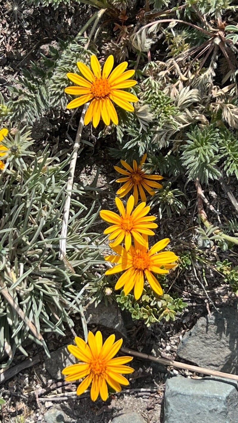 Senecio chilensis flower