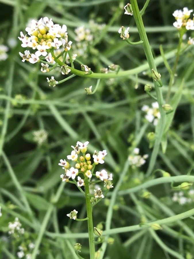 Calepina irregularis flower