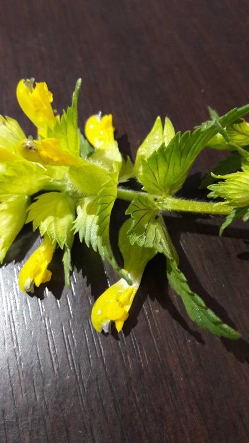 Rhinanthus major flower