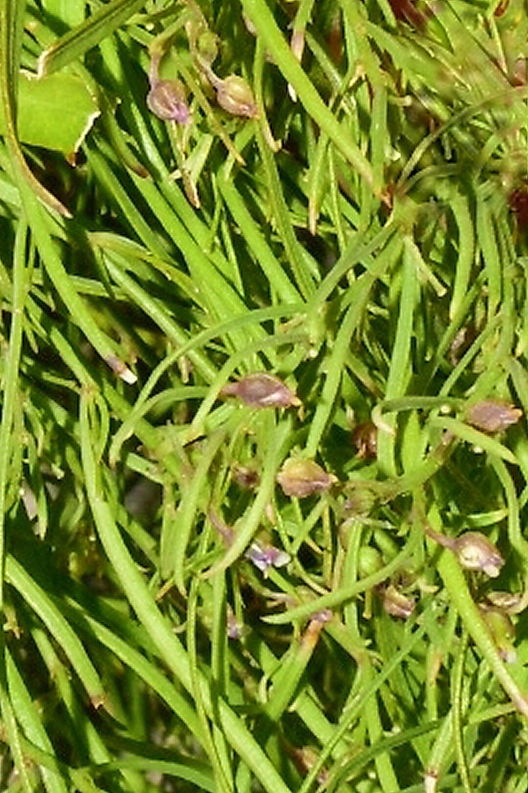 Rhinotropis lindheimeri — houseplant care guide