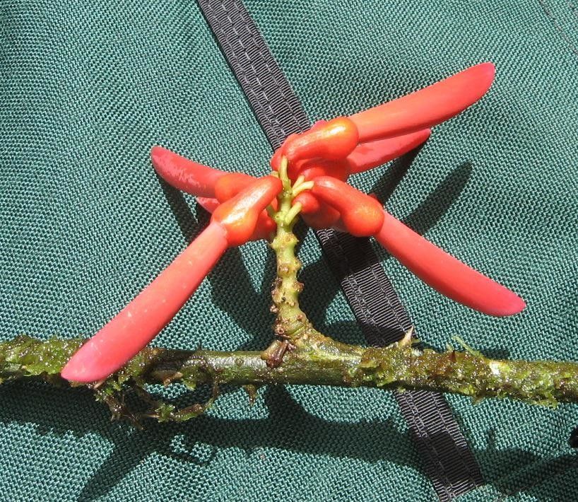 Erythrina lanceolata fruit