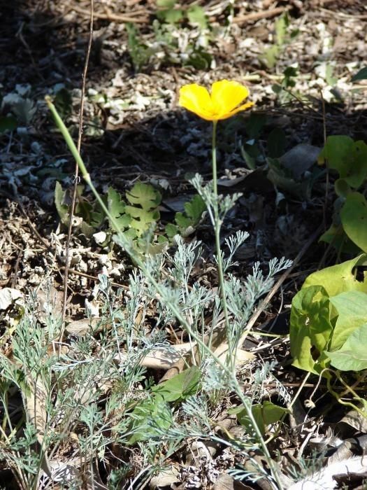 Hunnemannia fumariifolia habit