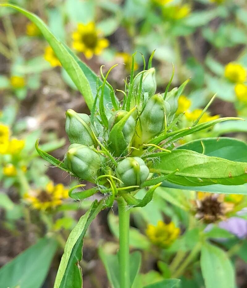 Justicia squarrosa fruit