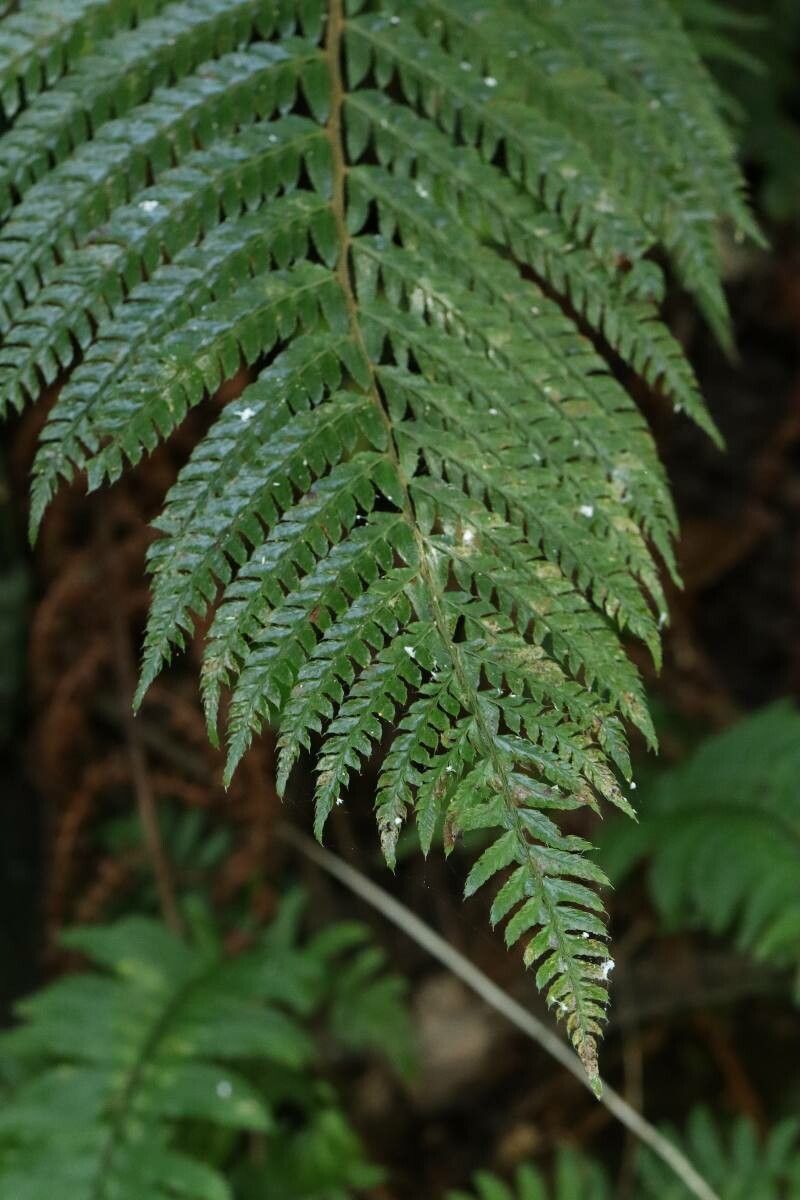 Polystichum fibrillosopaleaceum — houseplant care guide