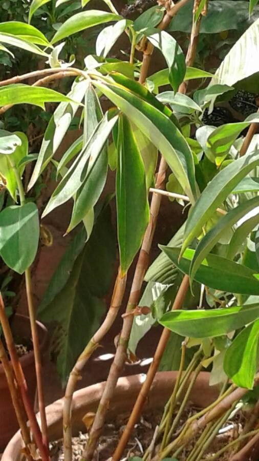 Tapeinochilos ananassae — search result for 'Costaceae'