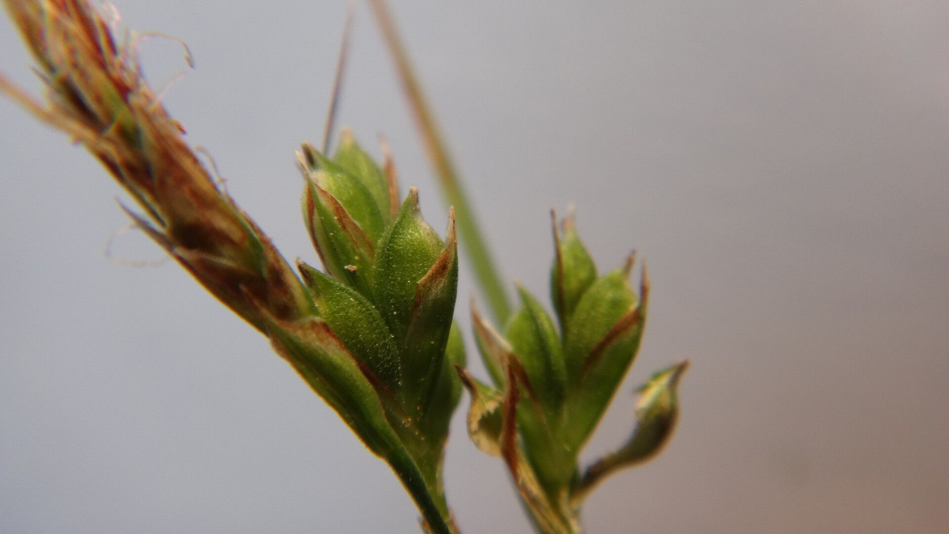 Carex distachya fruit