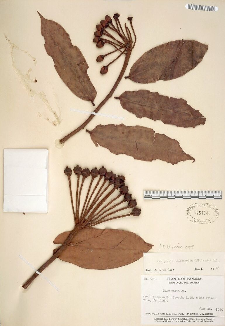 Marcgravia crenata — related species from the same genus