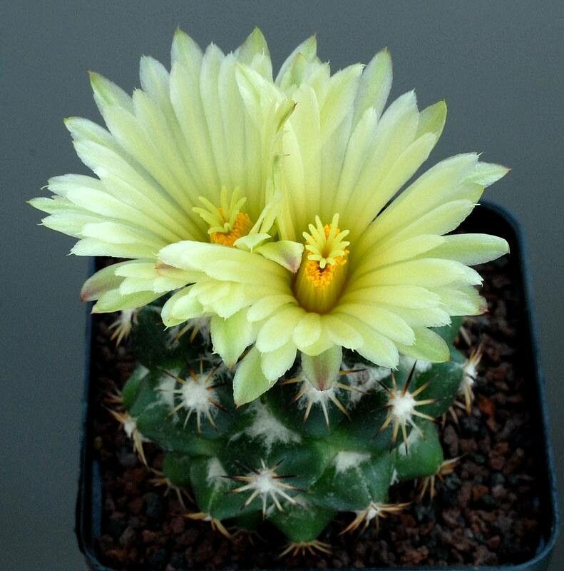 Coryphantha salinensis — search result for 'Coryphantha'