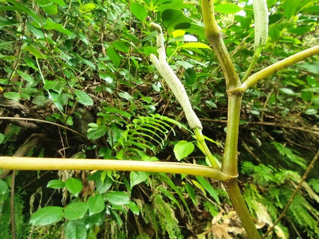 Piper umbellatum fruit