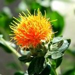 Carthamus tinctorius