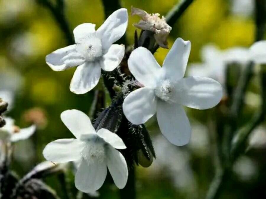 Anchusa strigosa flower