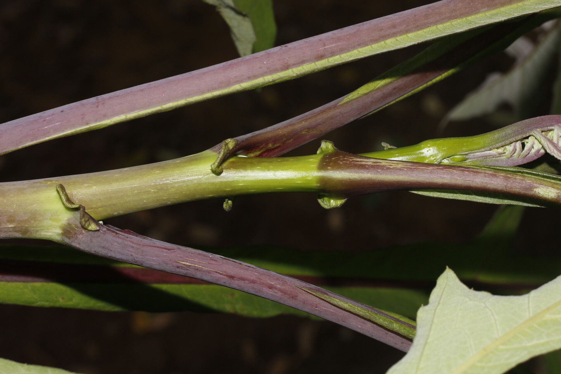 Verbesina myriocephala bark