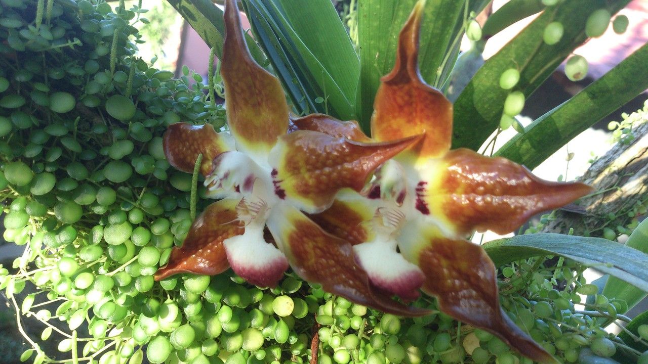 Huntleya burtii flower